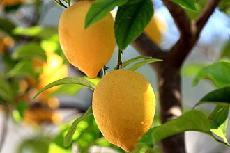 Можно ли есть лимон, когда болит горло?