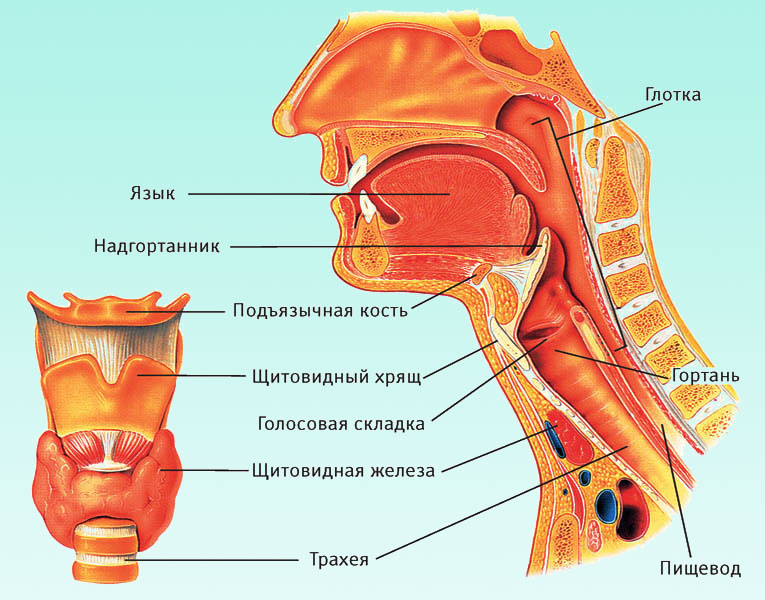 Симптомы и лечение гортанной ангины